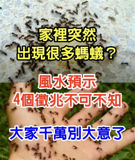 很多螞蟻|家中突然出現很多小螞蟻怎麼辦？專家教你五招消滅家中小螞蟻、。